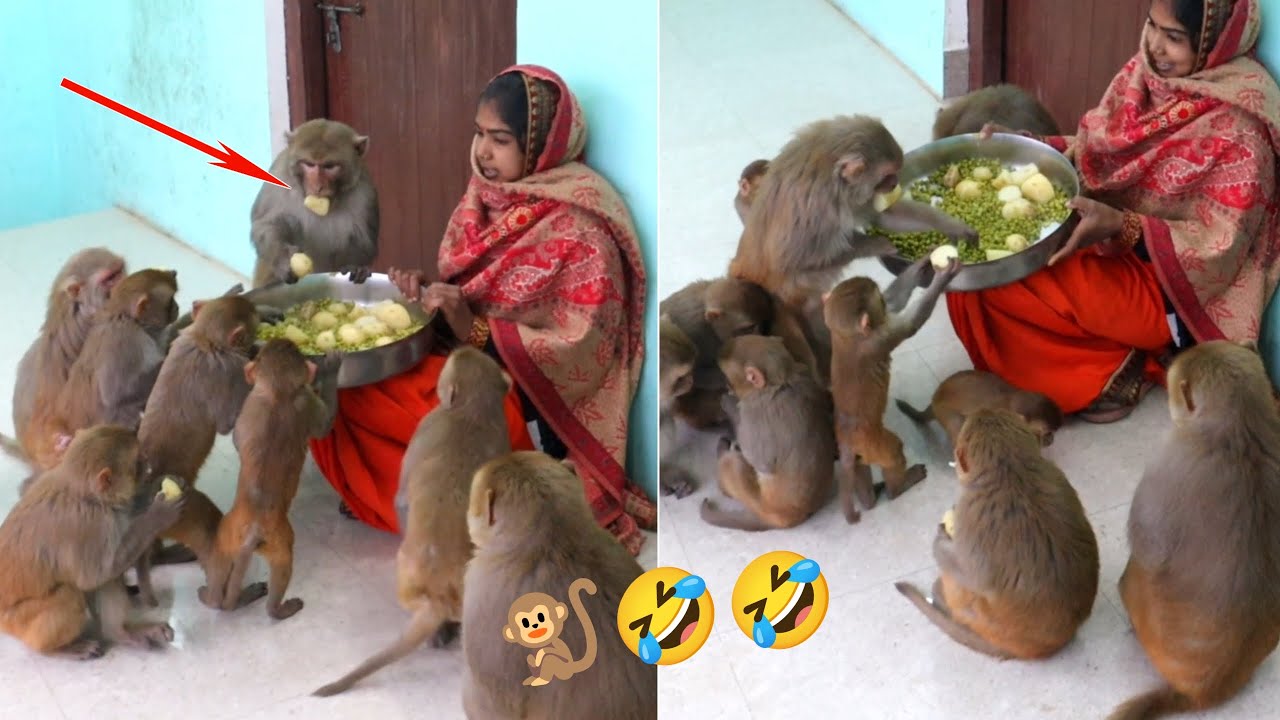 वानर सेना देखो उबले हुए आलू मटर कितने मन से खाती है🐒😋😋| Monkeys Funny ...