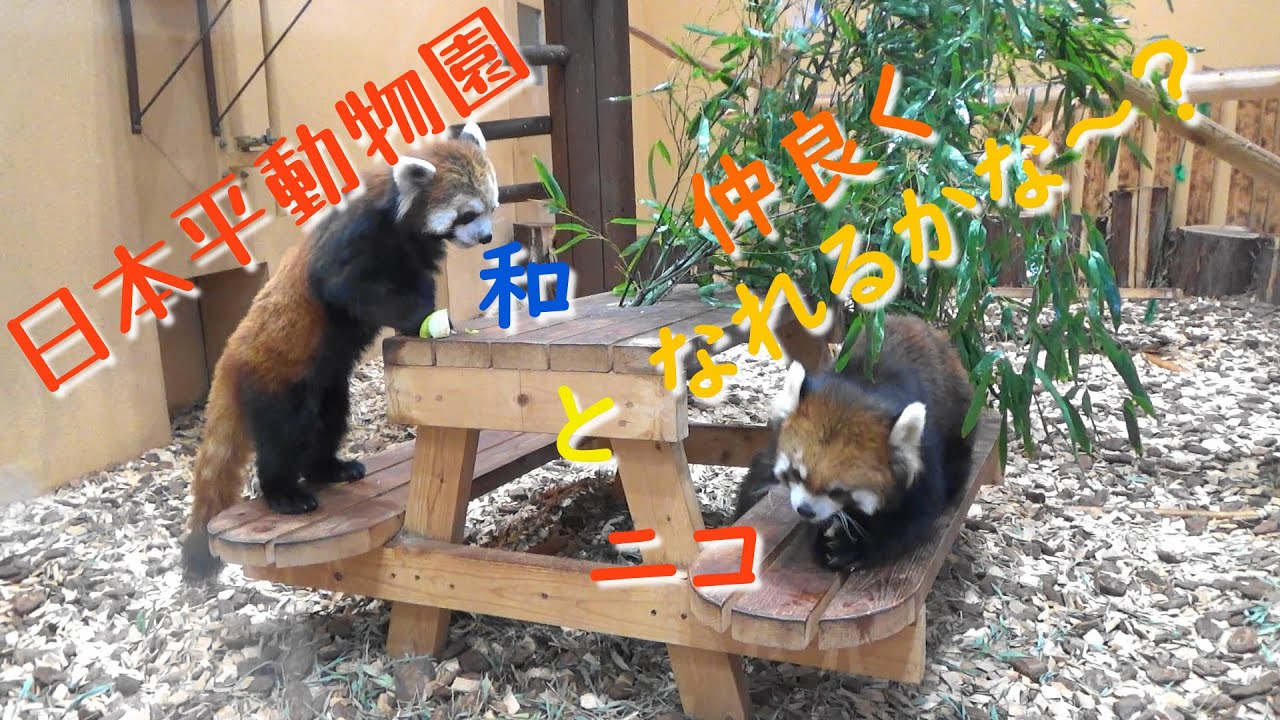 21.01 日本平動物園 レッサーパンダ 和 と ニコ のペアリング