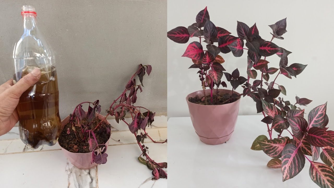 Bu Büyülü Su Çürümüş Ölmüş Çiçekleri Anında Çok Kolay Bir Şekilde  Canlandırır