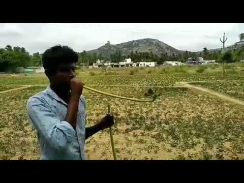 Papaya leaf make Trumpet|5 minure crafts|craft ideas
