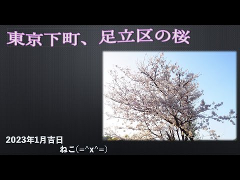 東京都足立区の桜