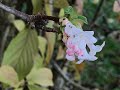 Fleurs de la troisime semaine du mois doctobre de lanne 2022 douceur haute en couleurs