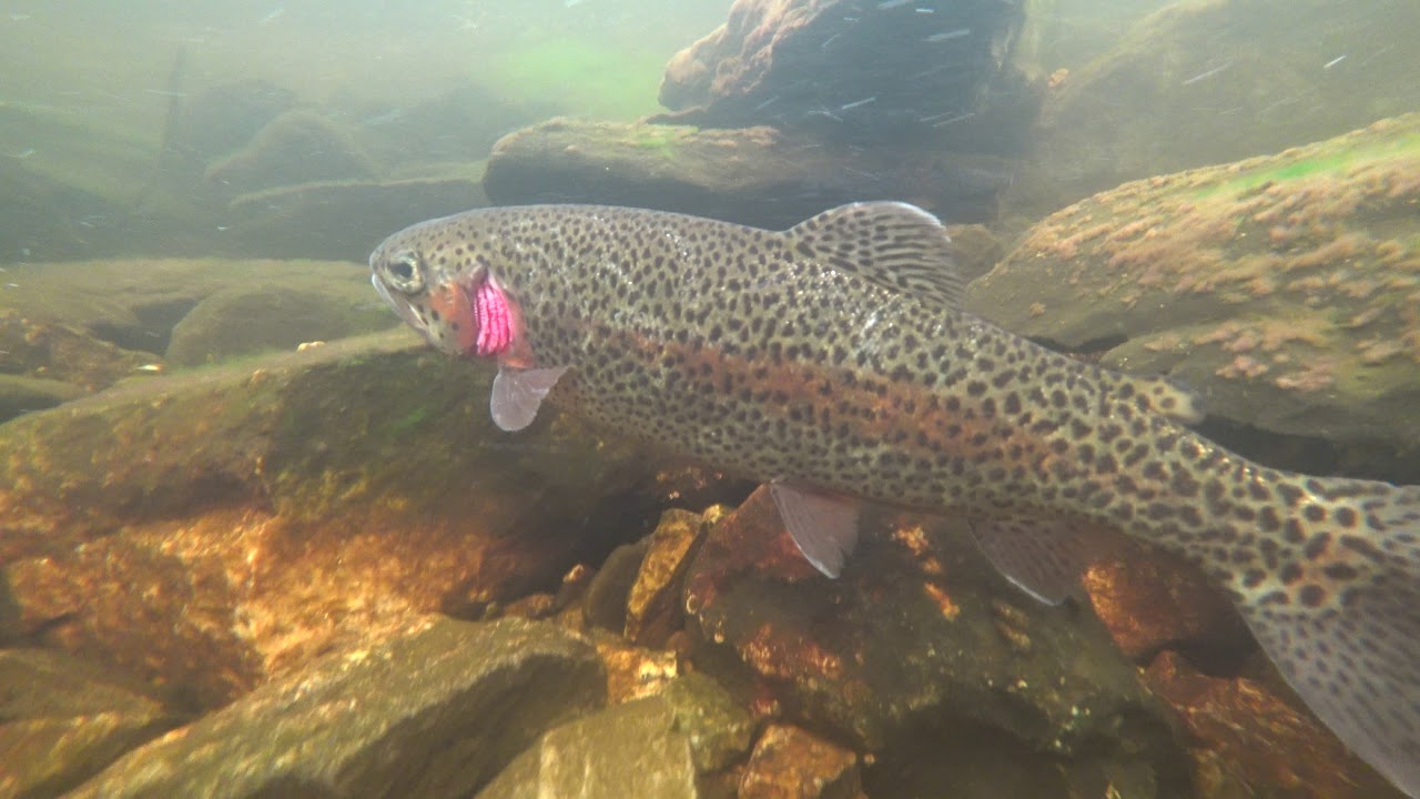 French River Rainbow Trout Oxford MA YouTube