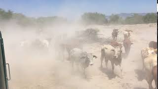 Camino a alimentar el ganado