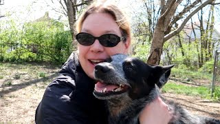 One Year But We Carry On by The Heeler Mama 587 views 3 weeks ago 11 minutes, 19 seconds