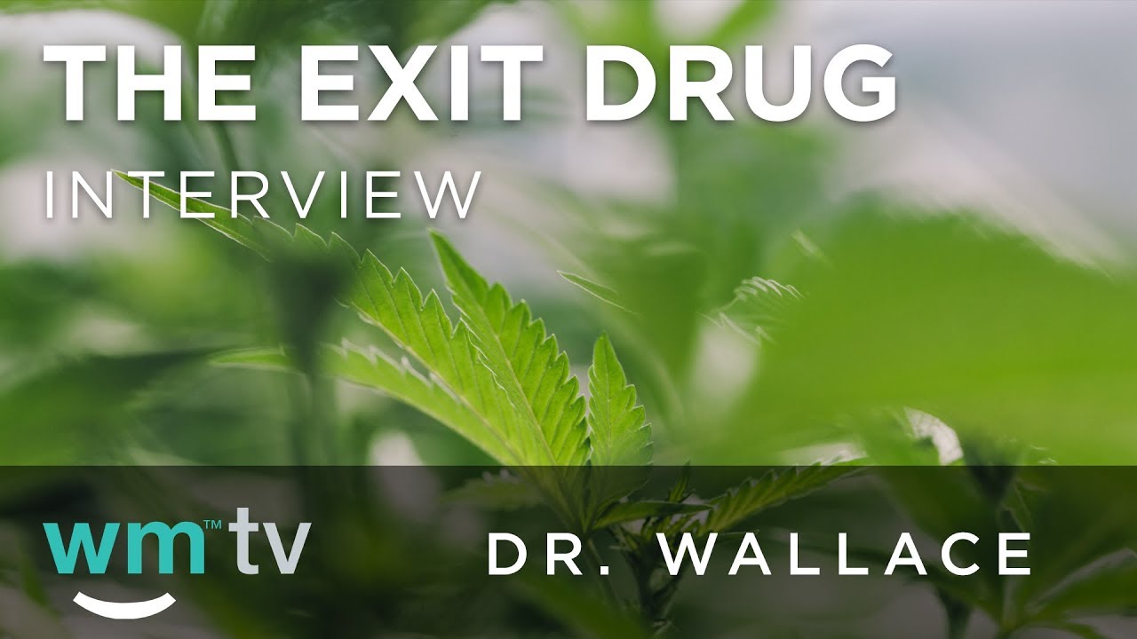how cannabis is successful in opioid addiction recovery | the exit