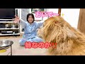 いつもより優しすぎる姉に、疑いを隠せない大型犬クッキー【ゴールデンレトリバーとミニチュアダックスフンド】