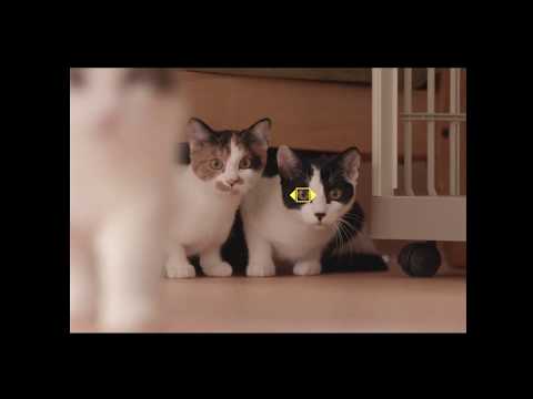 Nikon released new firmware for the Z6/Z7 cameras to add Animal Eye-AF