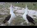 MIDWAY Island and the Gooney birds           2001, 15 min