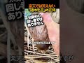 ココナッツの中に潜む謎の生物…その素顔が可愛すぎた🥥😍