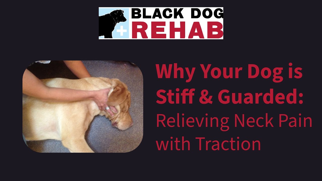 Why Your Dog Is Stiff and Guarded: Relieving Neck Pain with Traction