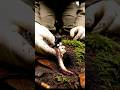Earthworm POV: Inside the Soil You Walk On 😳🪱