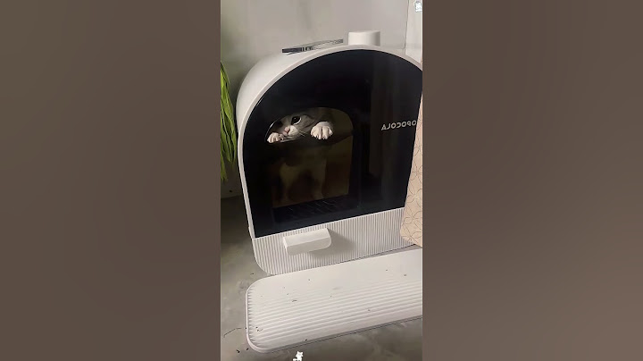 Cat: I think I need help #funny #haaha #cat #funnyvideo #pets