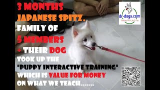 3 months Japanese Spitz 公幼犬  日新犬舍   狐狸狗 'We learnt alot today'! by Stanley Koh 110 views 1 year ago 4 minutes, 53 seconds