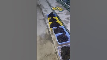 120.000 ốc giống cho chị gái u minh kiên giang #ốcbươuđen