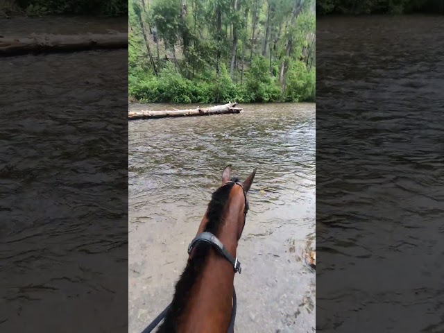 Just an amazing adventure in the woods with horses