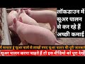 Pig farming kesa kra How to start pig farming in India sukar palan  सूअर  पालन प्रॉफिट का