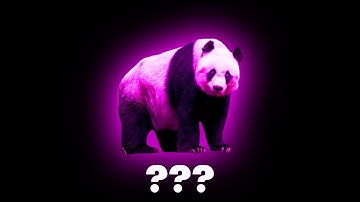13 "Panda" Sound Variations in 35 Seconds I Ayieeeks Animations