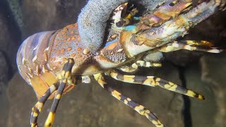 Underwater diving to catch eels, crabs, and lobsters | P10