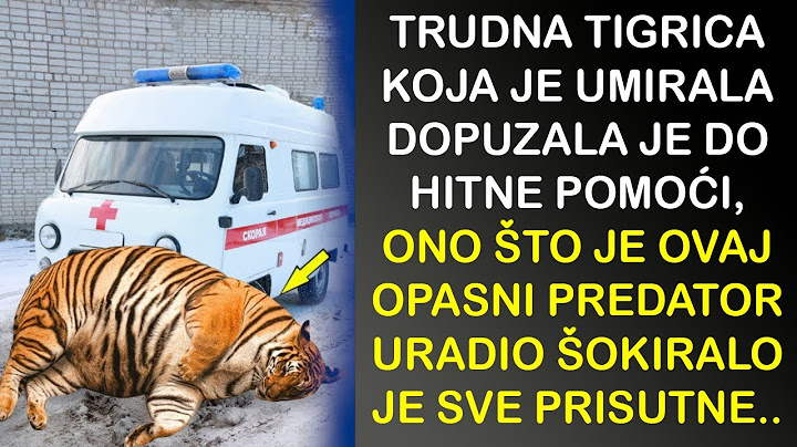 TRUDNA TIGRICA JE DOŠLA DO KOLA HITNE POMOĆI A DOKTORKA IZ VOZILA JE TADA ODLUČILA DA JOJ UKAŽE..