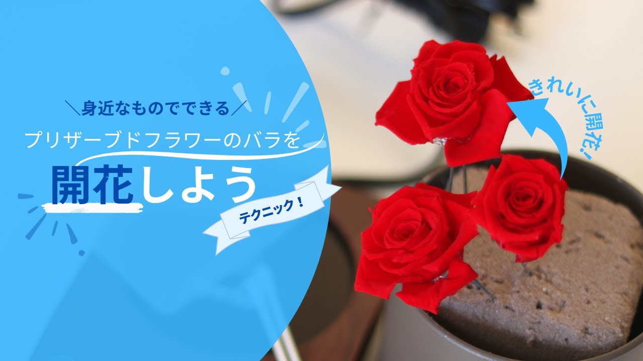 プリザーブドフラワー 開花 フェアリーブルーミング 開花キット プリザーブドフラワー 開花 フェアリーブルーミング 開花キット