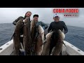 Cobia Rodeo | $1000 Day Spearfishing | Amazing Day In The Gulf Of Mexico