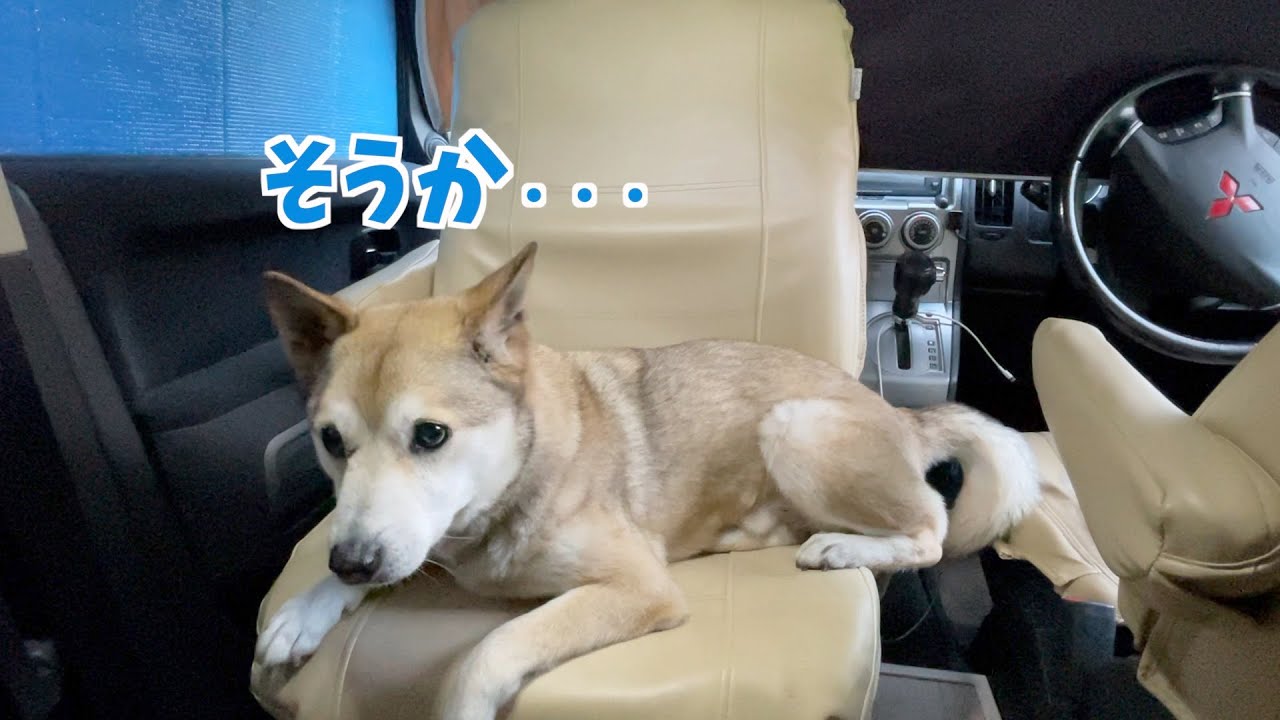 車 中泊 と わんこ わんこと車中泊むぎの飼い主の素顔や年齢は?年収•仕事や車種も調査!