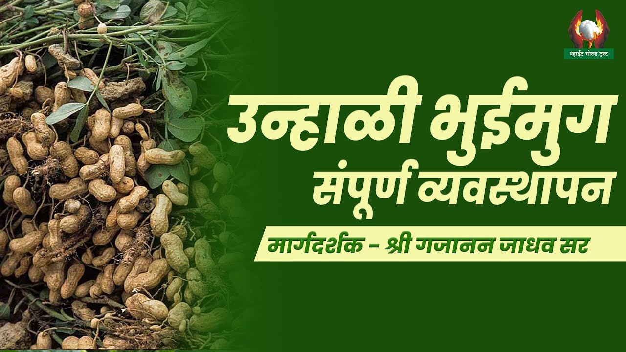 उन्हाळी भुईमुग संपूर्ण व्यवस्थापन | Total management of summer groundnut | श्री गजानन जाधव सर #शेती