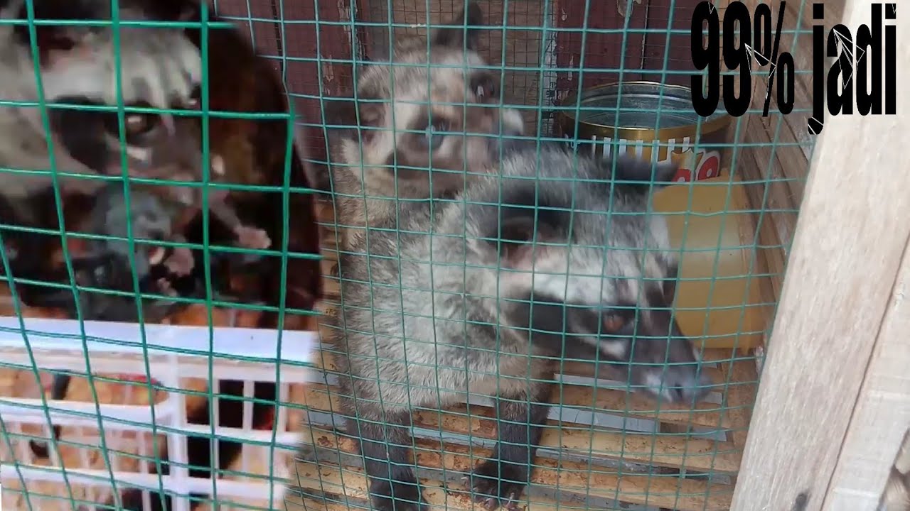 menjodohkan dan mengawinkan musang || mengawinkan musang pandan