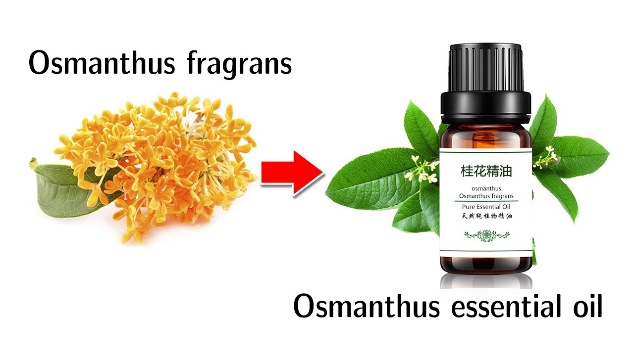 Osmanthus essential oil extraction plant/how to get Osmanthus essential ...
