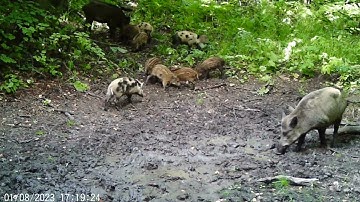 The trail camera in the swamp surprises with its frames