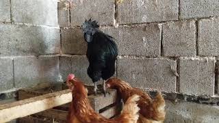 Black rooster and his chicken flock
In this video you will see special breed of rooster that originates from Indonesia. They have black eyes, black skin, black meat. Black rooster and his chicken flock