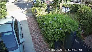 Coyote in the yard 6-20-26 Problem Coyote Part 6