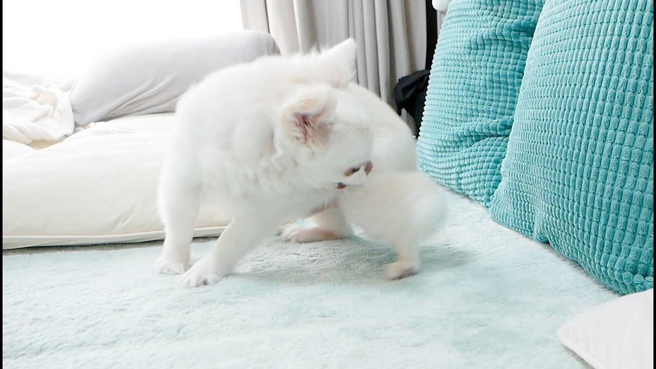 超危険 静電気にびっくりしちゃった犬ｗ Youtube