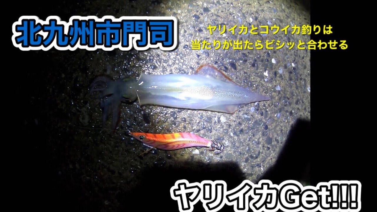 北九州市ヤリイカ コウイカ釣り Youtube 北九州市ヤリイカ コウイカ釣り Youtube