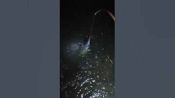 Thăm câu lúc nước lớn dính cá cong cần #fishing #mientay