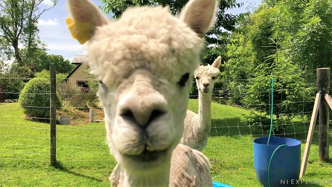 Walking with Alpacas Ireland Northern Ireland NI EXPLORER YouTube