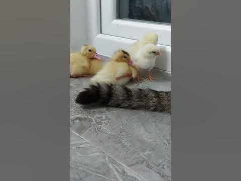 ВОЛШЕБНЫЙ ХВОСТ😹 - YouTube