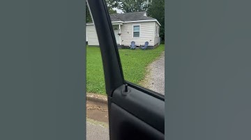 American Kestrel strikes invasive European Starling!