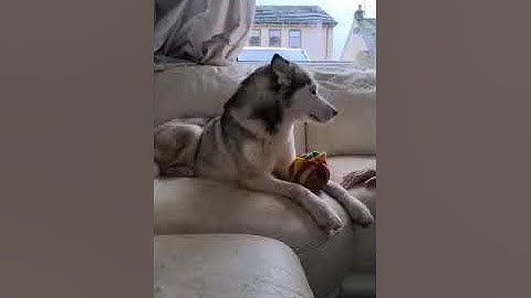 101DogSpots: Body Language Resource Guarding