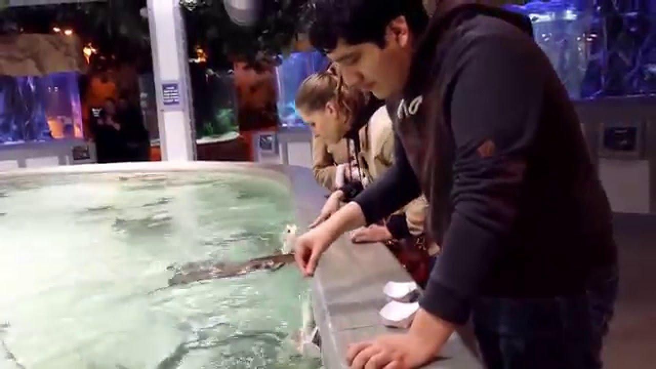 Aquarium Kemah Houston Texas 2016 YouTube