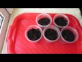 Выращивание рассады томатов - мой простой способ (1 часть)