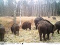 Кабаны в чернобыльской зоне Wild boars on the rout Indeo