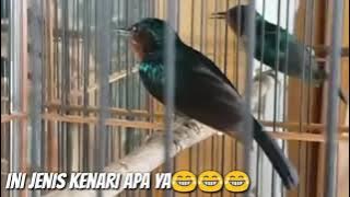 Kolibri wulung gacor isian kenari panjang