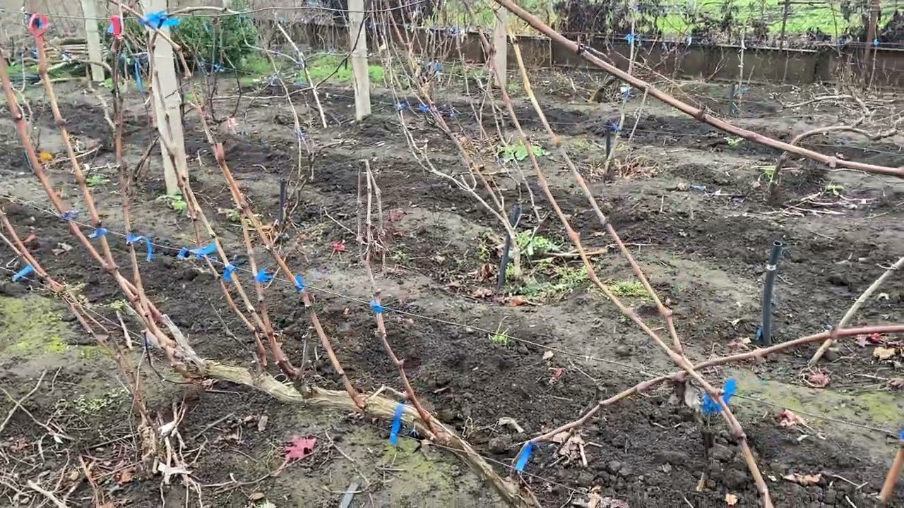 Перспективные сорта и формы винограда из моего опыта наблюдений за 2-4 сезона плодоношения