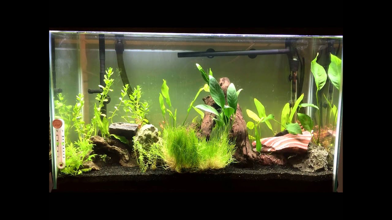 finnex planted 24 7