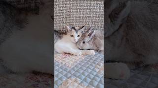 The Little Rabbit And The Cat Are Like A Couple In Love.
