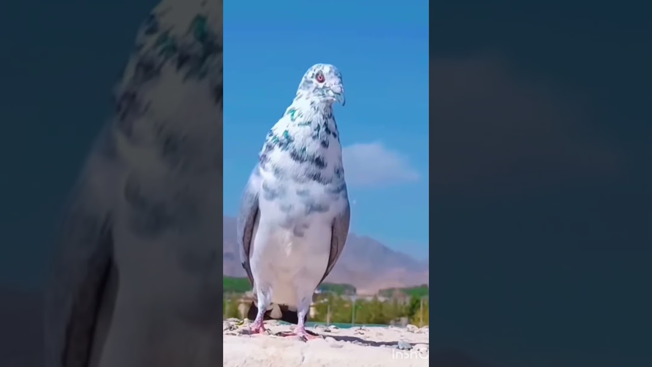 Kabootri ❤️💕 viral #haryanvisong #haryanvi #newsong #viral #dance #kabootarba #pigeon #birds