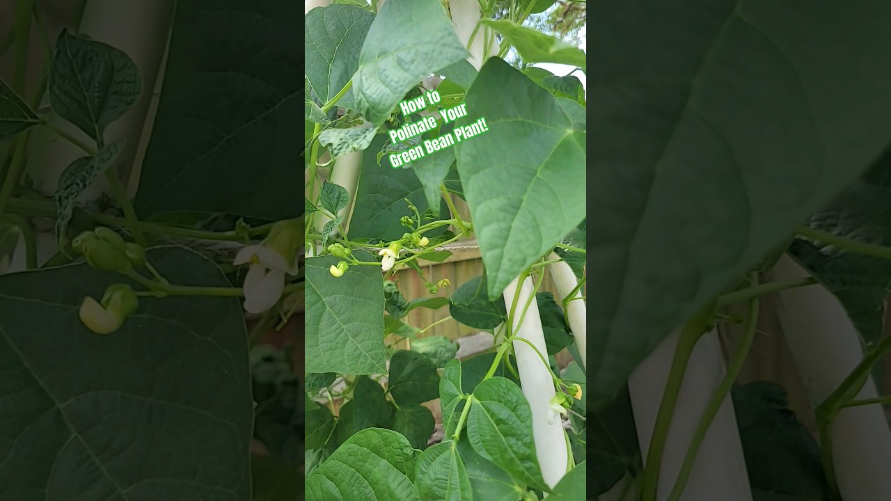 How To Pollinate Your Green Bean Plant! 