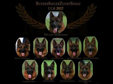 va1 german shepherd 2018